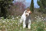 FOX TERRIER 094